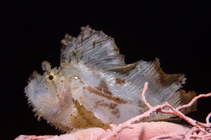 Jumping Sheet III 
that smal Leaf Scorpionfish was on a ... by Jörg Menge 